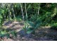 Lot 38 Ronald Road FOREST CREEK, Daintree QLD 4873