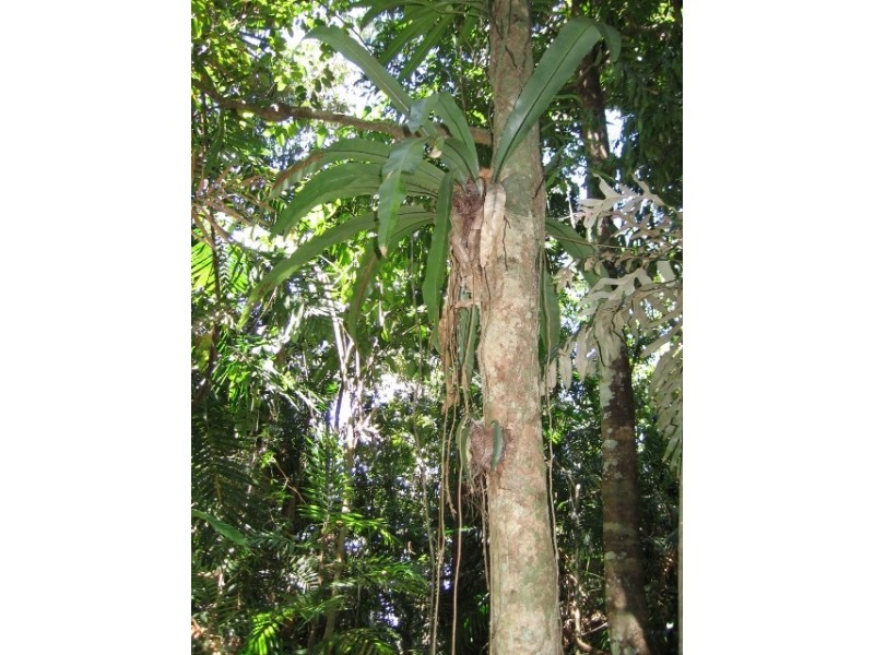 Lot 28 Salisbury Drive, Julatten QLD 4871