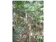 Lot 28 Salisbury Drive, Julatten QLD 4871