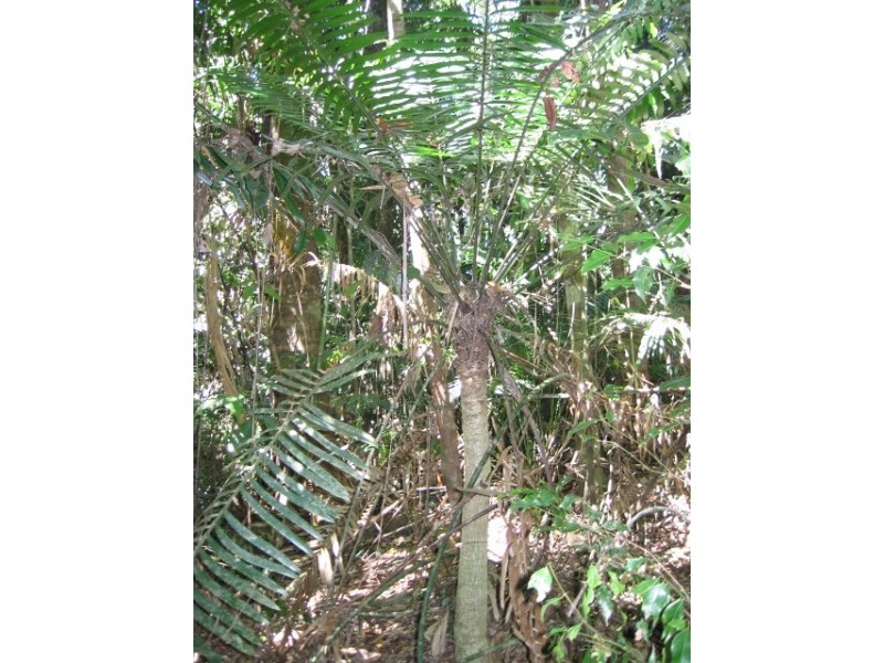 Lot 28 Salisbury Drive, Julatten QLD 4871