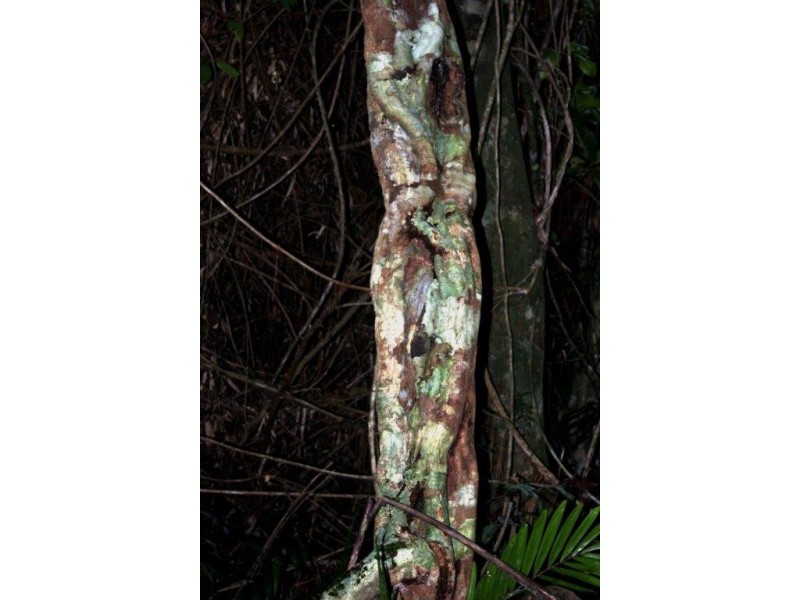 Lot 478 Black Bean Road COW BAY, Daintree QLD 4873