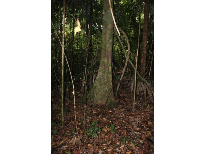 Lot 478 Black Bean Road COW BAY, Daintree QLD 4873
