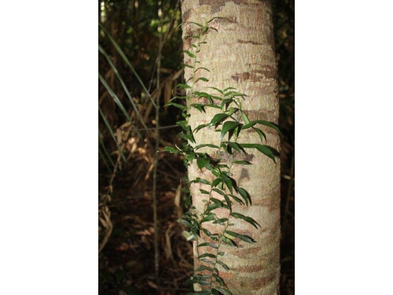 Lot 478 Black Bean Road COW BAY, Daintree QLD 4873