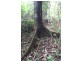 Lot 478 Black Bean Road COW BAY, Daintree QLD 4873