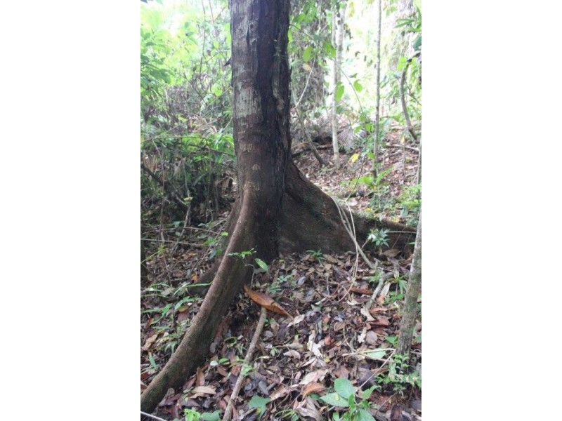 Lot 478 Black Bean Road COW BAY, Daintree QLD 4873