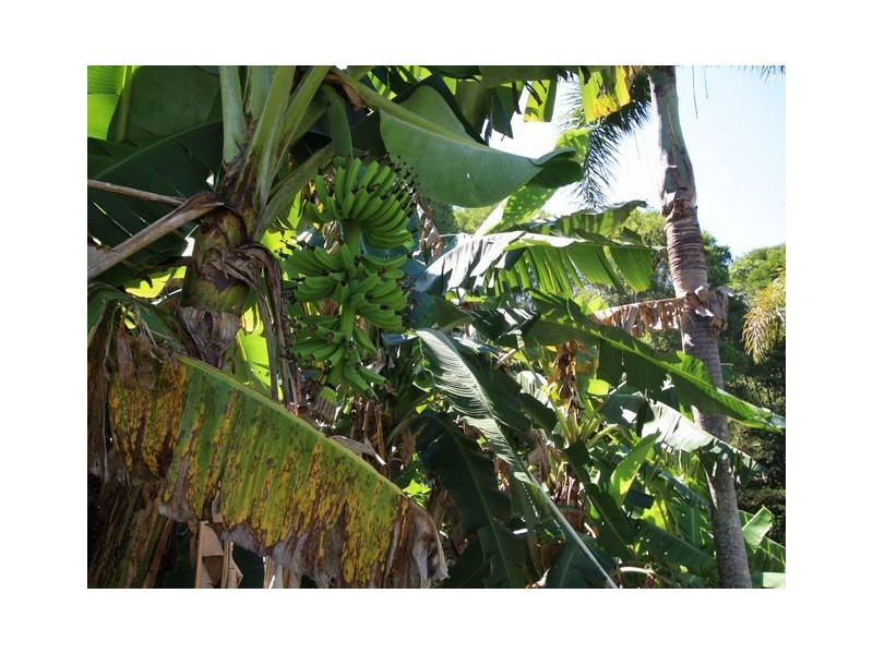 153 Highland Drive, Julatten QLD 4871