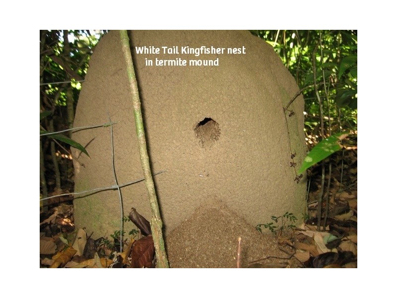 Lot 4 / 170 Richards Rd, Julatten QLD 4871