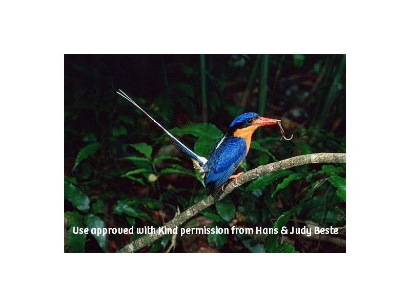 Lot 4 / 170 Richards Rd, Julatten QLD 4871