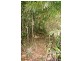 Lot 378 Hickory Road Cow Bay, Daintree QLD 4873