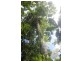 Lot 378 Hickory Road Cow Bay, Daintree QLD 4873