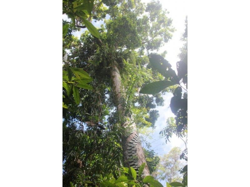 Lot 378 Hickory Road Cow Bay, Daintree QLD 4873