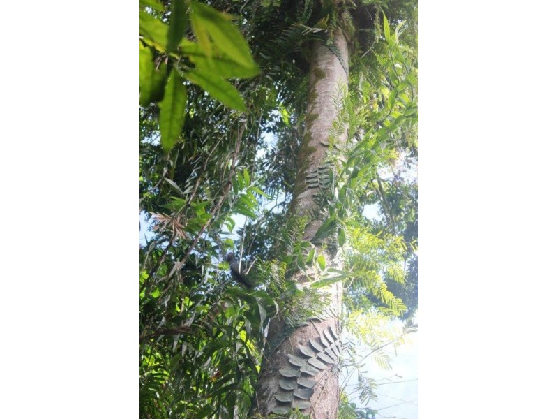 Lot 378 Hickory Road Cow Bay, Daintree QLD 4873