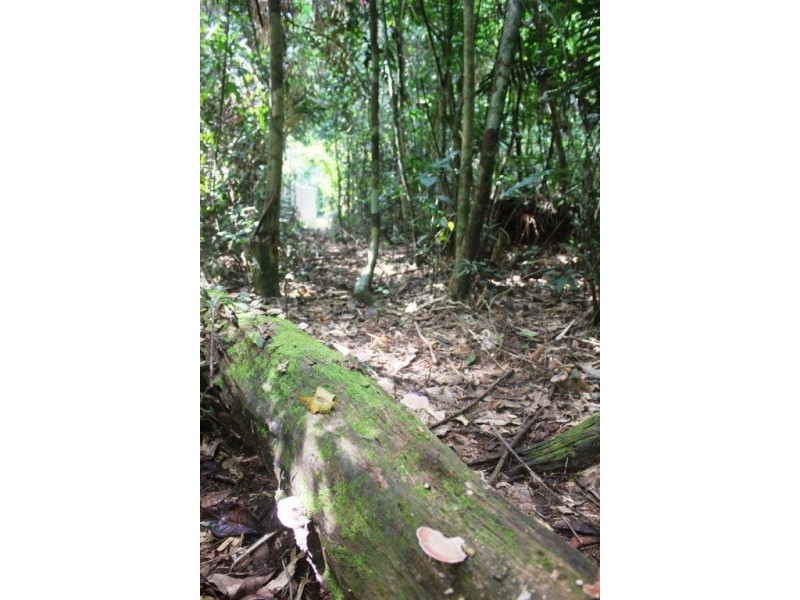 Lot 378 Hickory Road Cow Bay, Daintree QLD 4873
