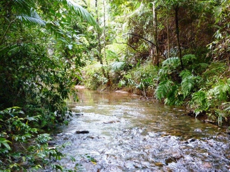 Daintree QLD 4873
