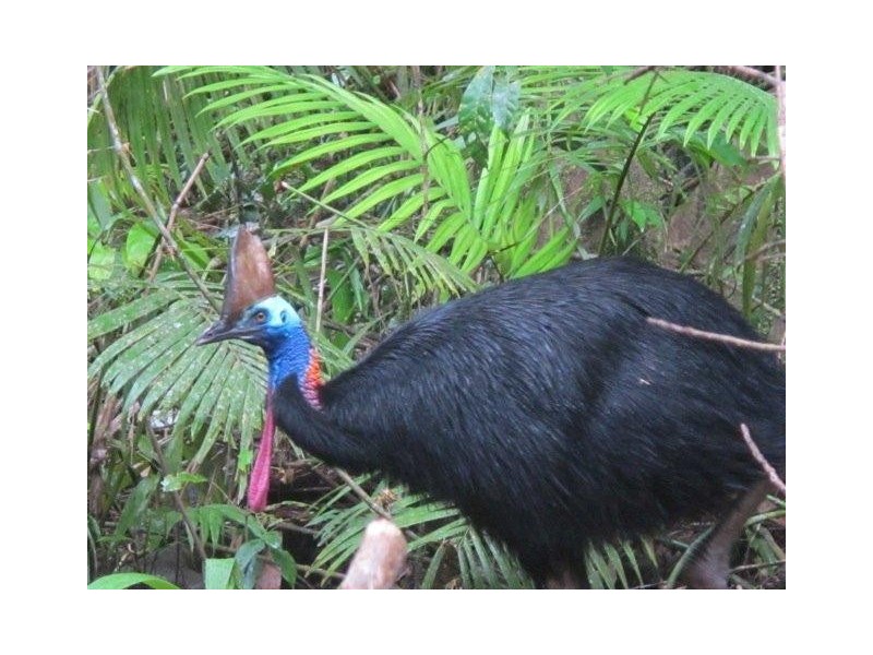 Lot 157 Cape Tribulation Road DIWAN, Daintree QLD 4873