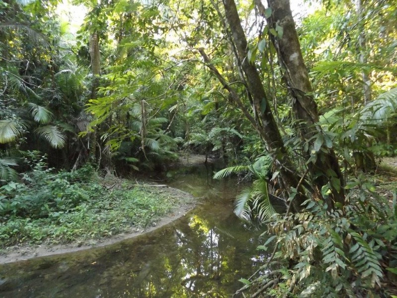 Lot 157 Cape Tribulation Road DIWAN, Daintree QLD 4873