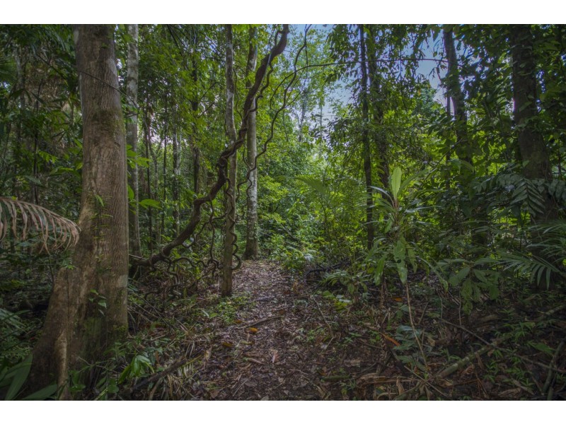 Lot 157 Cape Tribulation Road DIWAN, Daintree QLD 4873