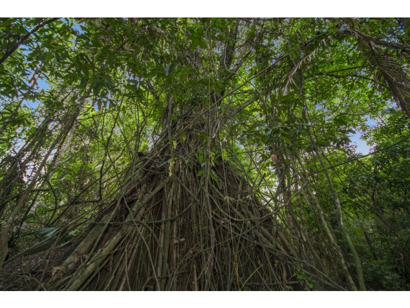 Lot 157 Cape Tribulation Road DIWAN, Daintree QLD 4873