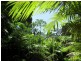Lot 157 Cape Tribulation Road DIWAN, Daintree QLD 4873