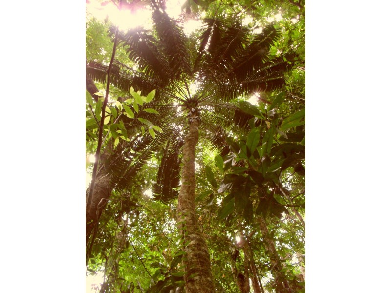 Lot 157 Cape Tribulation Road DIWAN, Daintree QLD 4873