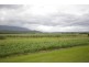 81 Bells Road, Newell QLD 4873