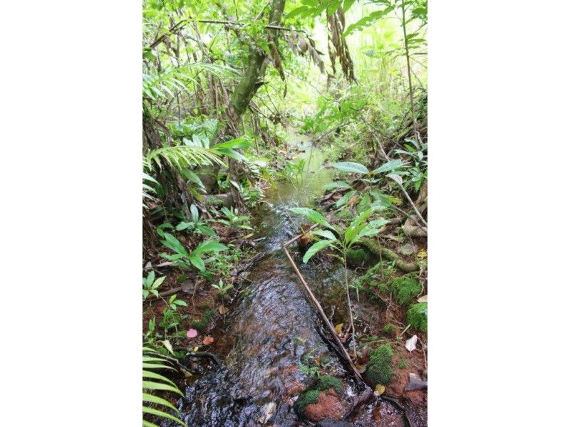 99 Rosewood Road COW BAY, Daintree QLD 4873