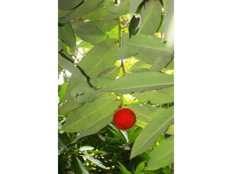 99 Rosewood Road COW BAY, Daintree QLD 4873