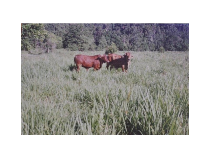 Lot 2 and 7 Stewart Creek Road (Stewart Creek Valley), Lower Daintree QLD 4873