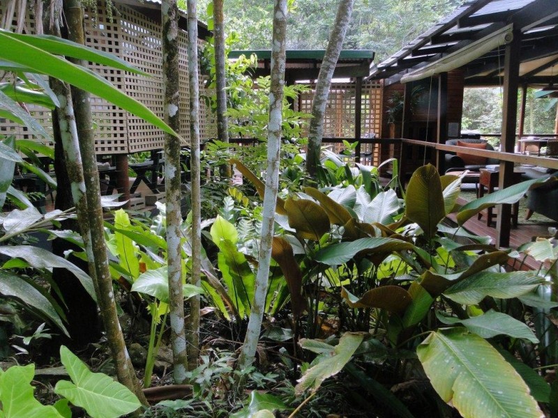 Lot 5 Nicole Drive CAPE TRIBULATION, Daintree QLD 4873