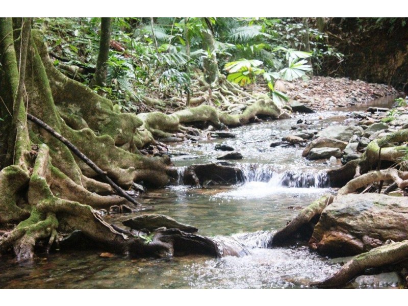 Lot 516 Silver Ash Road COW BAY, Daintree QLD 4873