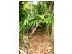 Lot 516 Silver Ash Road COW BAY, Daintree QLD 4873