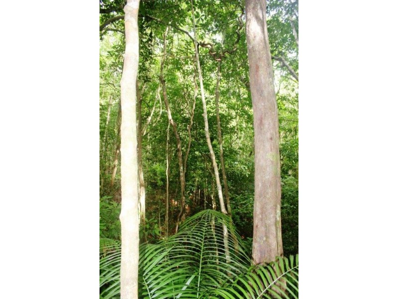 Lot 516 Silver Ash Road COW BAY, Daintree QLD 4873