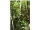 Lot 516 Silver Ash Road COW BAY, Daintree QLD 4873