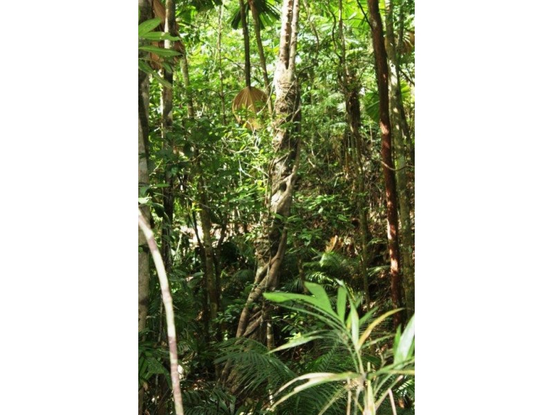 Lot 516 Silver Ash Road COW BAY, Daintree QLD 4873