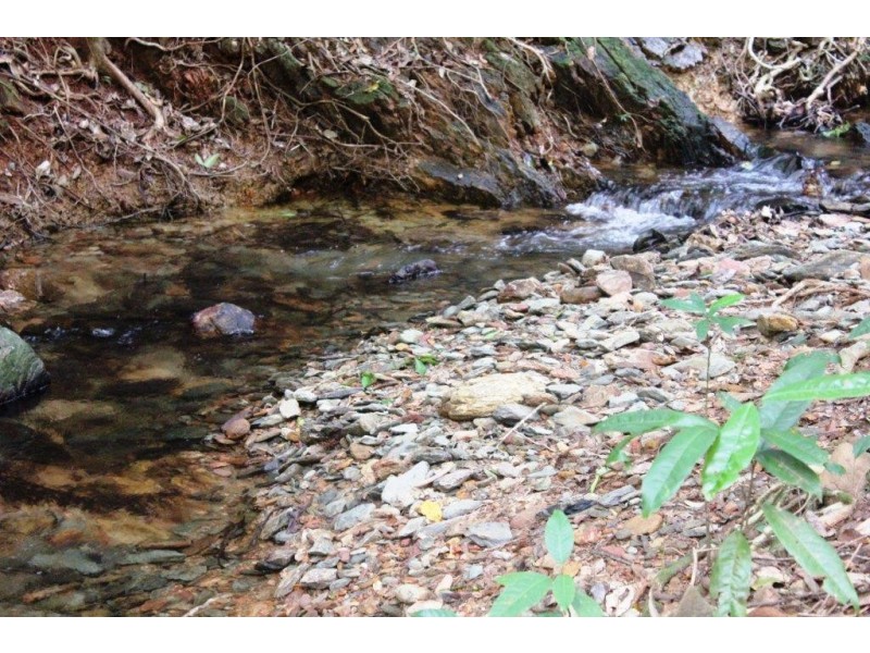 Lot 516 Silver Ash Road COW BAY, Daintree QLD 4873