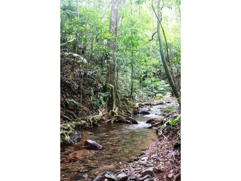 Lot 516 Silver Ash Road COW BAY, Daintree QLD 4873