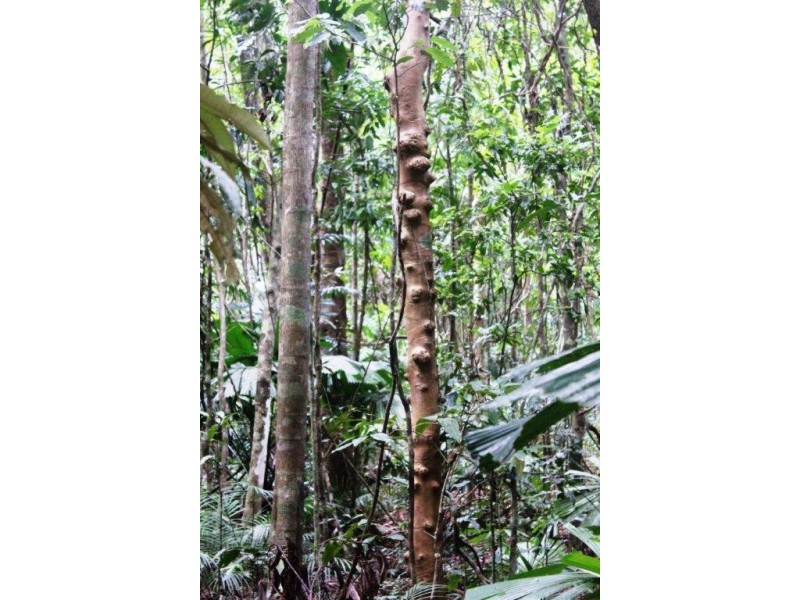 Lot 516 Silver Ash Road COW BAY, Daintree QLD 4873