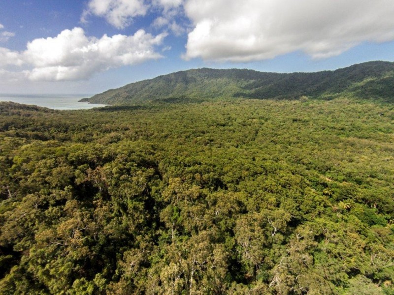 233 White Beech Rd, Daintree QLD 4873