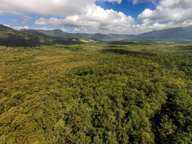 233 White Beech Rd, Daintree QLD 4873