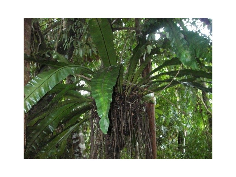Lot 3 Stewart Creek Road (Daintree Village), Lower Daintree QLD 4873