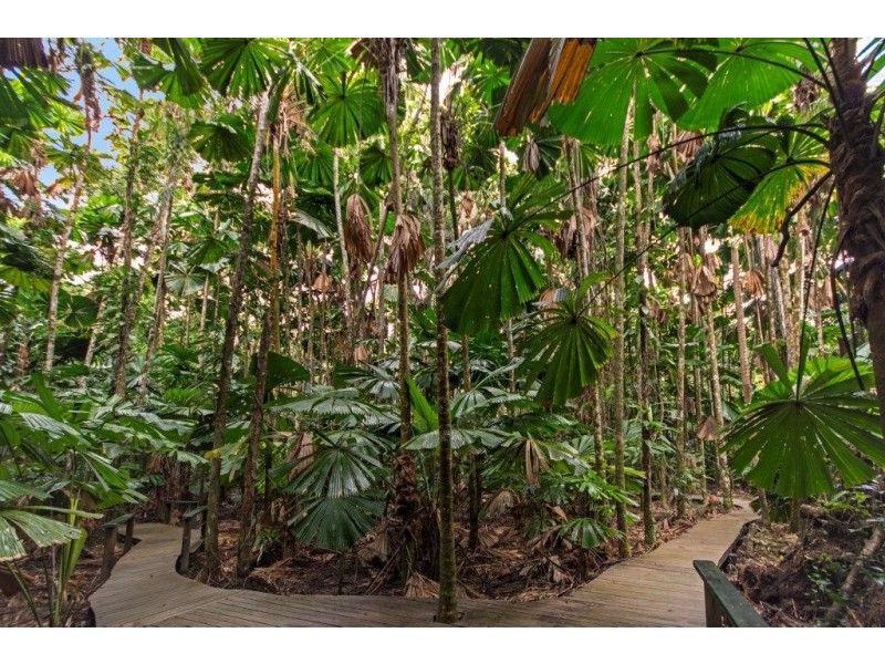80 Cape Tribulation Road, Daintree QLD 4873