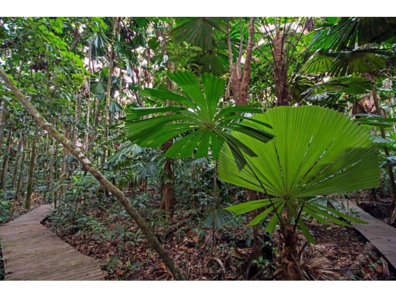 80 Cape Tribulation Road, Daintree QLD 4873