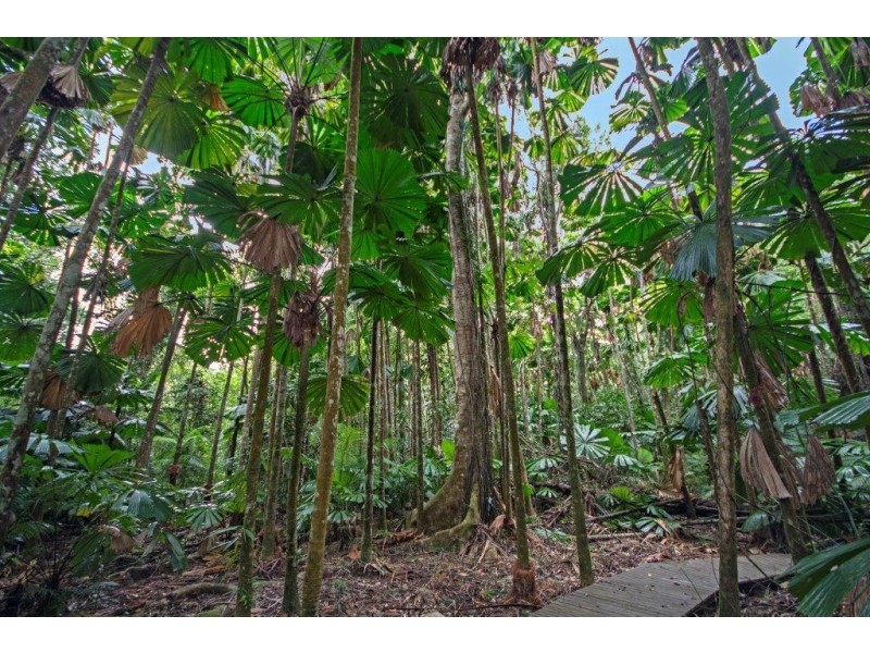 80 Cape Tribulation Road, Daintree QLD 4873