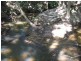 176 Euluma Creek Rd, Julatten QLD 4871