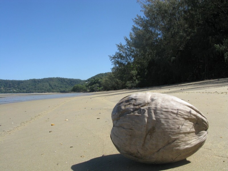 6 Calophyllum Close, Wonga Beach QLD 4873