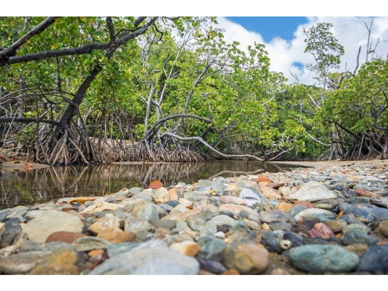 Lot 259 Silver Ash Road (Cow Bay), Daintree QLD 4873
