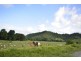 159 Upper Daintree Road (Stewart Creek Valley), Daintree QLD 4873
