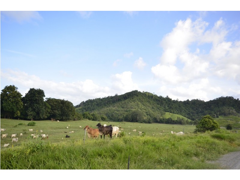 159 Upper Daintree Road (Stewart Creek Valley), Daintree QLD 4873