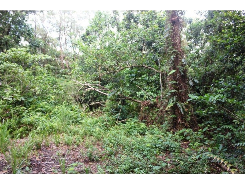 75 Forest Creek Road FOREST CREEK, Daintree QLD 4873