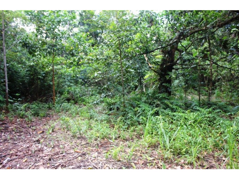 75 Forest Creek Road FOREST CREEK, Daintree QLD 4873